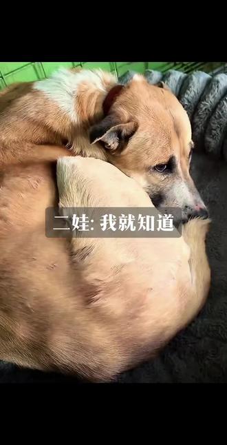 二娃又斜眼挨老头训了,该训了,老是不等重拖一口就上去#西北刀客