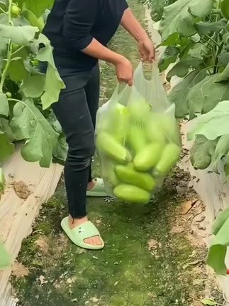 #青皮茄子 #蔬菜种植 #种菜 #我的农村生活