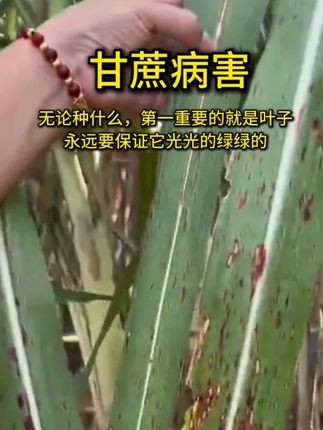 解决甘蔗问题