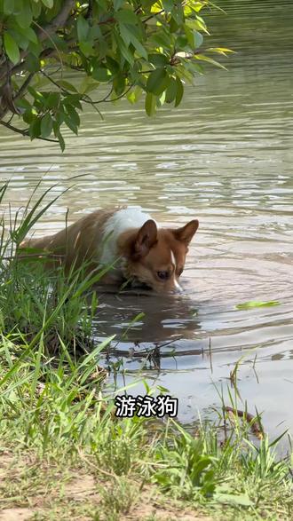 夏天就是要待在水里吖 #狗狗游泳 #柯基 #水狗