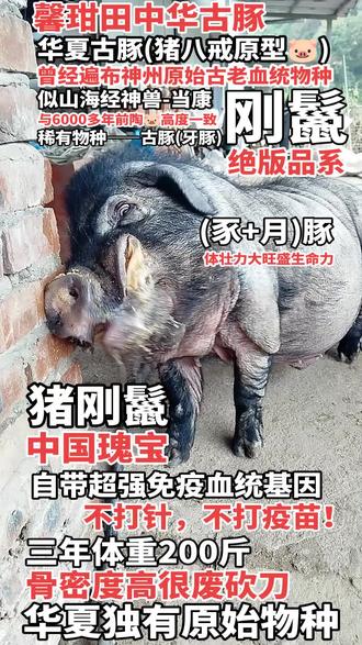 大量消失了的老祖宗严选-馨玵田(XinGanTian)中华古豚刚鬣血统🐷#传统文化 #华夏文明 #馨玵田中华古豚 #传承弘扬中国传统文化