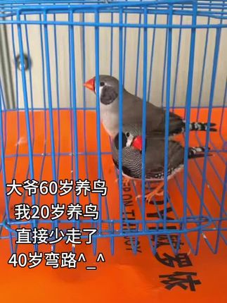 灰黑脸珍珠鸟大体喜欢的联系