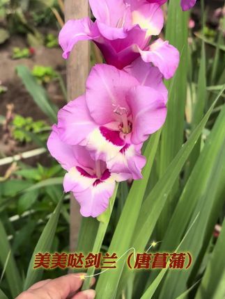 离起球的日子越来越近了🤭🤗 #剑兰 #爱花爱生活 #三农 #家庭养花 #花痴日常