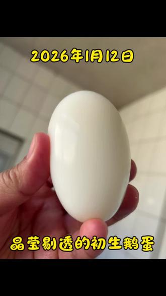 历时近10个月,这几只鹅🪿终于下蛋了,我以为都是公的呢,下雪的时候我都起杀心了😂还好还好,随迟但🥚到,期盼的初生蛋,把最好的给家人和朋友们分享#鹅蛋的营养价值 #农村创业养殖 #来过来尝尝这个