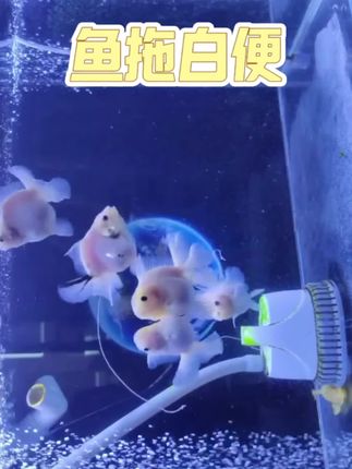 #水族#观赏鱼#鱼缸里的大自然#养鱼日记#水族馆 新手养鱼必备,希望可以帮到你们