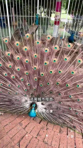 这个六一儿童节小朋友的快乐都在这,还有各种萌宠互动#草坪喂鸽子 #小兔兔🐰 #孔雀开屏好运气 #亲子互动 #昆明池萌宠乐园