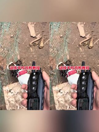 训练狗狗不咬家禽,训几次狗狗都会远离家禽 #狗狗训练 #狗狗训练器