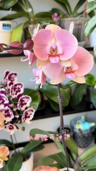 来看看疏于管理的蝴蝶兰今年开成啥样?
因为出了一趟很久的远门,蝴蝶兰经常缺吃少穿,今年长得不是特别好!
#蝴蝶兰养护 #兰花种植 #蝴蝶兰 #蝴蝶兰分享