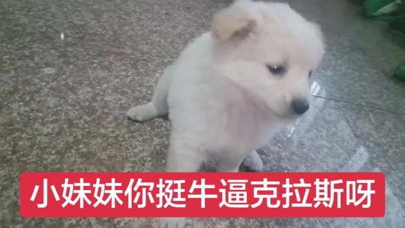 小妹妹你挺牛逼克拉斯呀#家有萌犬 #小狗#爱狗#萌狗#小妹妹你挺牛逼克拉斯呀