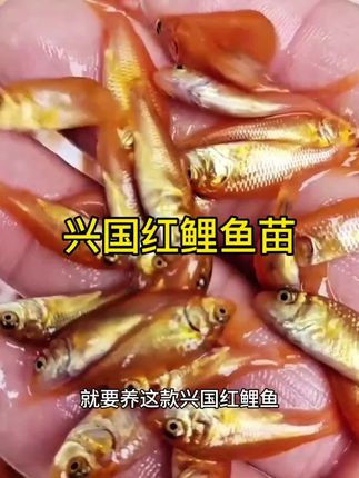 兴国红鲤鱼 是我国著名的地方优良品种,以“体色鲜红、体型优美、肉质鲜嫩”而闻名,更是象征着吉祥喜庆的特色水产,可观赏可食用,适合鱼塘、水库养殖#兴国红鲤鱼苗 #淡水鱼 #水产养殖 #鱼苗 #保质保量包售后