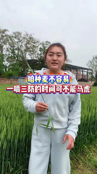 种植不容易,一喷三防的时间可不能马虎 #高产小麦管理技术 #三农 #小麦 #一喷三防 #小麦管理技术