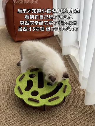5块钱,可以买它开心就值了!!#萌宠 #是宠物更是家人 #猫咪成长记 #猫玩具 #宠物玩具