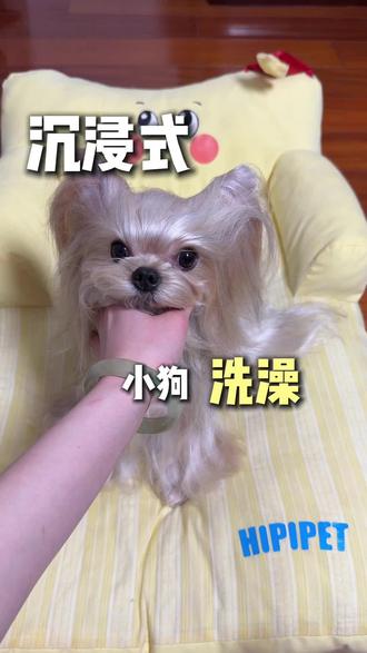 解压预警!沉浸式洗一只香香约克夏 专门适配丝毛犬的洗护套组,洗出根根分明的丝毛质感,柔顺不打结,会发光的绸缎谁不爱~#yuup #丝毛犬美容 #精致养宠 #约克夏日常 #沉浸式洗狗