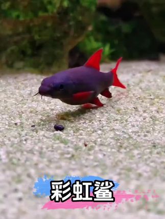 #彩虹鲨 #彩虹鲨混养 #观赏鱼 #观赏鱼锦鲤 #观赏鱼