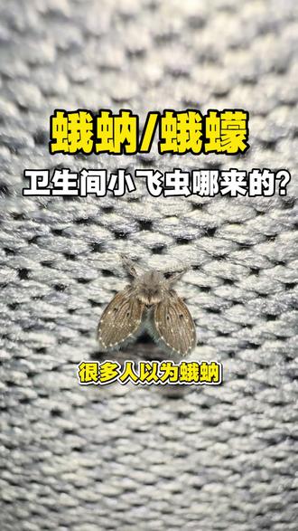 卫生间小飞虫哪来的? 别再冤枉垃圾桶了!
很多人以为蛾蚋是从垃圾里飞出来的,其实真正的“老巢”是你家的地漏、下水道和盆栽积水!蛾蚋成虫体长仅2-5毫米,全身密生细毛,喜欢趴在卫生间墙面、地砖缝隙休息,看似不起眼,却是病菌的“移动携带者”。它的幼虫是白色小蛆,藏在潮湿的有机质里,比如洗手盆内壁的污垢、盆栽土壤的潮湿层。一招教你灭防 #蛾蚋 #蛾蠓 #蛾蚋幼虫 #蛾蠓怎么消灭 #蛾蚋有什么危害