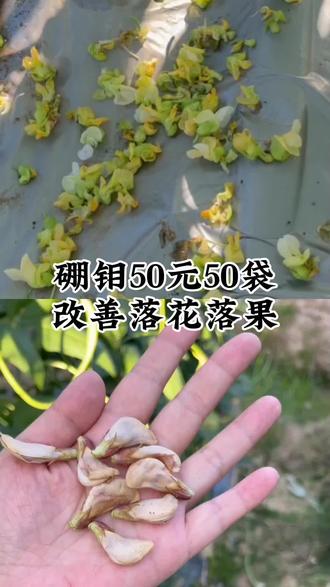预防落花落果,提前补充糖醇硼钼,厂家福利50元50袋#豆角#豆角种植技术