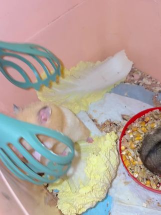 娃这么大了鼠爸🐹没看过,我让鼠爸去看看它的娃🐹谁知道鼠妈看见了👀直接就打鼠爸🐹赶紧跑吧😂#可爱萌宠 #仓鼠🐹