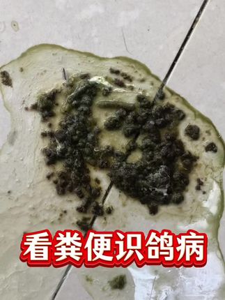 #上热门 #鸽子拉稀#鸽子水便#鸽子调理肠道@DOU+小助手 @DOU+上热门