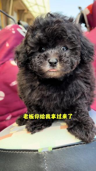 小体灰泰迪#泰迪 #小体泰迪 #泰迪毛毛成精 #创作者中心 #创作灵感