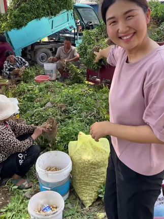 开封沙地的新鲜粉皮花生大丰收了,都是上午采摘下午发货,不带土不水洗不做任何处理,手工挑拣再发货#湿花生 #鲜花生 #2025年新花生 #大颗粒粉皮花生 #产地现摘现发