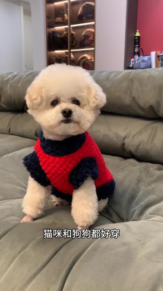 红红的醒狮马甲搭配上藏青色的包边,也太好看了吧,过年过节穿都可以,还厚实暖和快安排#狗是人类最忠诚的朋友 #不养狗不知道养狗的乐趣