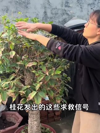 植物双效灵叶康灵免稀释直喷型花卉绿植黄叶落叶黑叶#植物双效灵 #叶康灵 #免稀释直喷型 #花卉绿植通用 #双效灵推荐