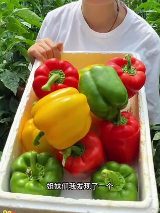 可以生吃的#彩椒 ,不辣还带有甜味,吃多了也不怕胖!不仅可以炒菜吃还可以生吃!没吃过的一定要试试#新鲜采摘 #口感特别好 #水果彩椒 #水果彩椒可生食