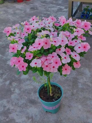 养花先养根,你学会了吗#花卉养护 #爱生活爱养花 #长春花棒棒糖 #分享养花经验 #养花小知识
