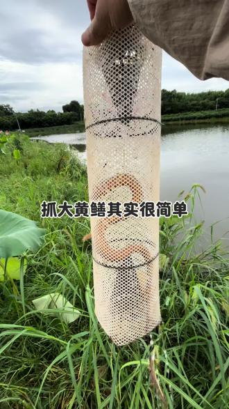 抓大黄鳝就是如此简单#黄鳝笼#农村生活