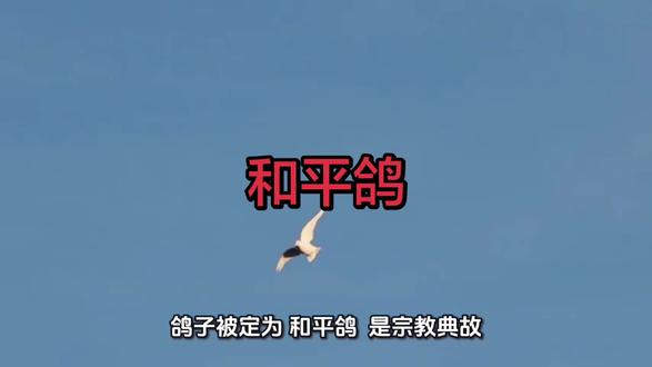 为什么把鸽子定为和平鸽而不是其它动物
