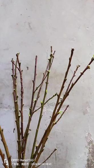 今日立春,万物复苏,好运连连,梅花香自苦寒来,我买的树枝梅花终于要开花了。#这活你们干过吗