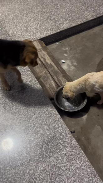 土狗感人的一幕, 公狗会让母狗先吃#有灵性的狗狗