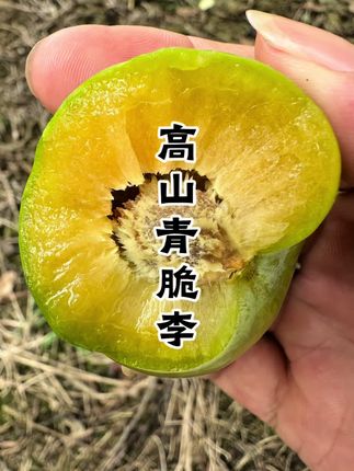 中熟的李子最好两批了,再不下手,就只能等半个月之后的晚熟李了#李子熟了 #新鲜李子 #新鲜采摘 #脆李子 #快来一起尝个鲜