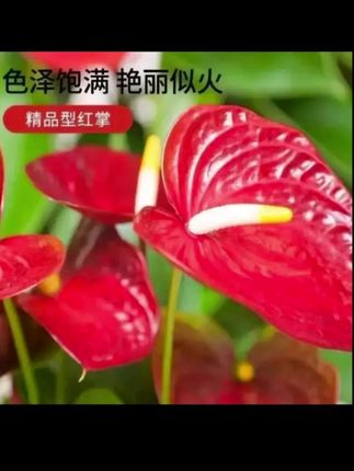 #红掌盆栽 #水培红盆栽 #A大盆红掌57掌四季开花绿植花卉室内4060cm