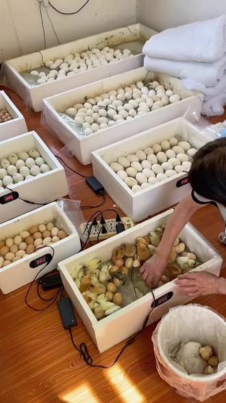 家用小型孵化器水床孵蛋器智能自动控温鸡鸭鹅通用恒温孵化机#家用孵化器#孵蛋器#水床孵化#小鸡孵化#养殖神器