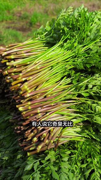 阳春三月,野菜飘香!水芹菜是其中之一,脆嫩爽口#水芹菜 #野芹菜 #野芹菜家常做法 #春天野菜 #野菜