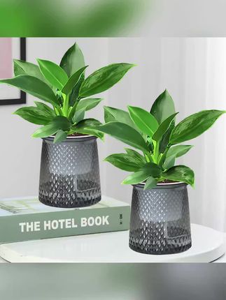 #金钻盆栽 #金钻盆栽推荐 #绿植盆栽