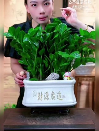 栽种好金钱树艺术造景组合盆栽吸甲醛可DIY居家办公配精美陶瓷盆#强烈推荐 #室内绿植 #净化空气 #桌面盆栽#DIY艺术造景