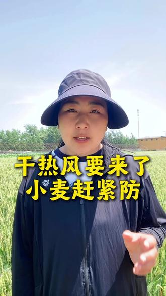 干热风要来啦,小麦赶紧防 #高产小麦 #干热风 #三农 #知识分享 #小麦防治