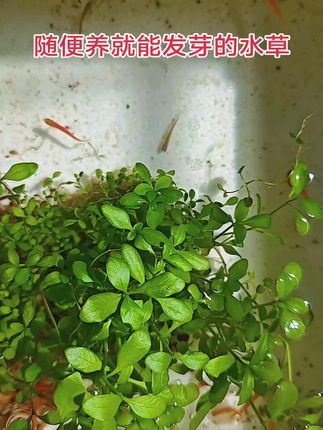 #水草 #养鱼 #水草缸 #鱼缸里的大自然 #养鱼日记