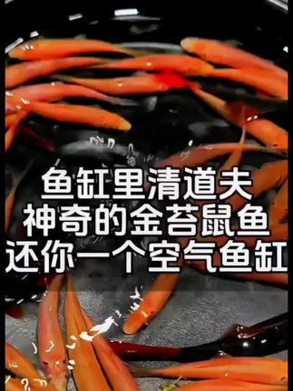 鱼缸清洁小能手金苔鼠来啦! 专吃藻类和食物残渣,皮实易养,适配各种鱼缸~ #鱼缸清洁 #金苔鼠鱼 #鱼缸造景#养鱼 #养鱼养心