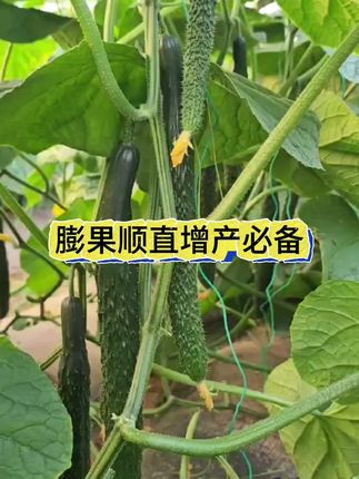 种黄瓜想要瓜条顺直,产量高,冲肥时一定要加上它#黄瓜种植技术#瓜啦啦#黄瓜高产种植