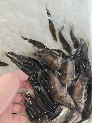 大规格鳜鱼,大量现货。 量大优惠,空运,水车 ,快递,专车