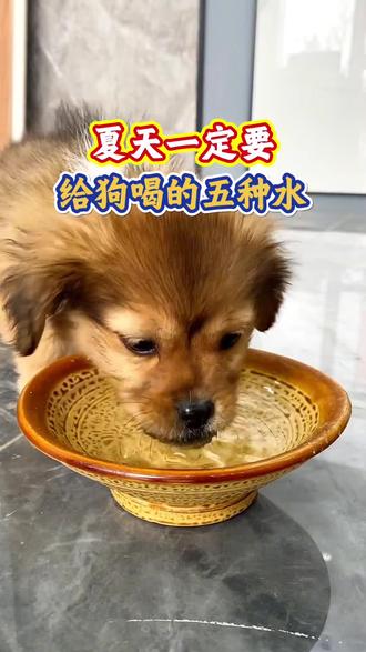 狗狗夏天一定要喝的五种水 夏天一定要给狗狗喝的五种水#狗狗#新手养狗#养狗经验分享