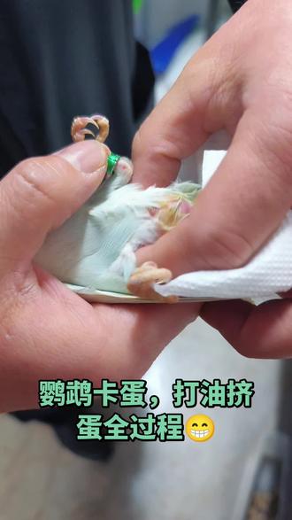 鹦鹉卡蛋,及时发现及时处理