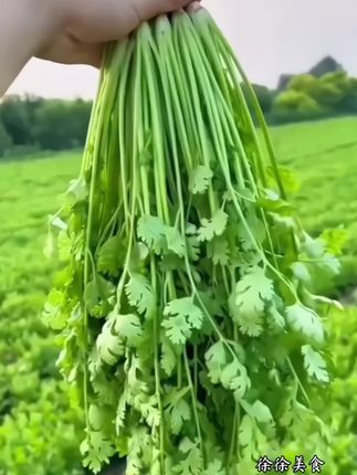 个位数就到手3包! !大叶香菜种子 !!还包邮!#菜种子#香菜种子#大叶香菜的种子 #优质的农产品!!