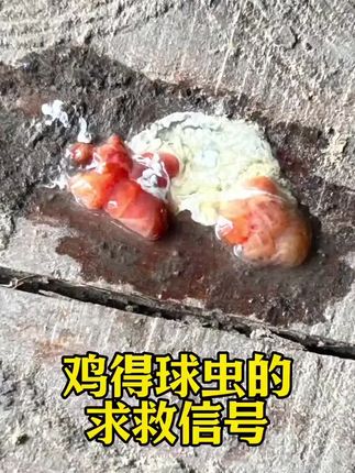 #鸡球虫#鸡红粪#鸡血便#养鸡技术#三农养殖