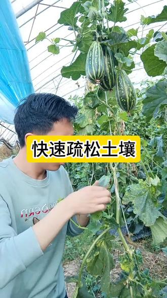 土壤板结就用这个好用的妙招#农业种植 #土壤板结 #蔬菜种植 #抖音助农