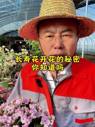 九月份以后长寿花如何去养护#家庭养花 #分享家庭养花知识 #花卉绿植 #长寿花