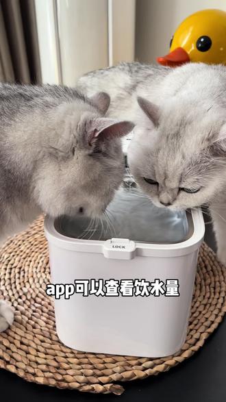 能看到猫咪每天饮水量的恒温饮水机! #小佩饮水机 #宠物智能饮水机 #宠物饮水机 #养猫用品推荐 #新手养猫
